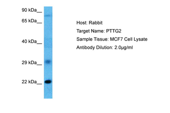 PTTG2 Rabbit Polyclonal Antibody