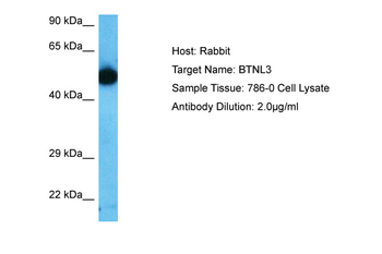 BTNL3 Rabbit Polyclonal Antibody