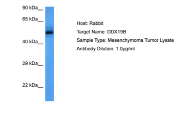DDX19B Rabbit Polyclonal Antibody