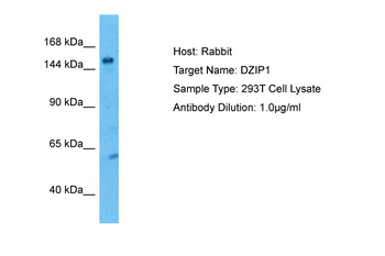 DZIP1 Rabbit Polyclonal Antibody