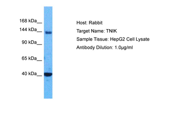 TNIK Rabbit Polyclonal Antibody