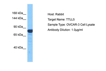 TTLL5 Rabbit Polyclonal Antibody