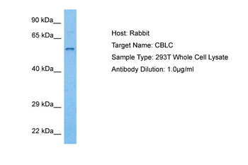 CBLC Rabbit Polyclonal Antibody