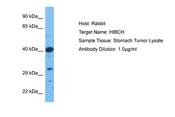 HIBCH Rabbit Polyclonal Antibody