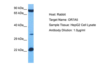 OR7A5 Rabbit Polyclonal Antibody