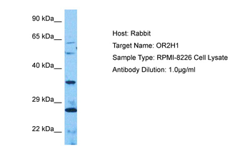 OR2H1 Rabbit Polyclonal Antibody