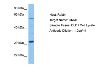 GNMT Rabbit Polyclonal Antibody