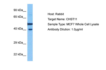 CHST11 Rabbit Polyclonal Antibody