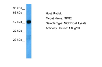 ITFG2 Rabbit Polyclonal Antibody