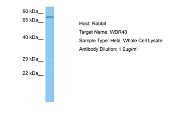 WDR48 Rabbit Polyclonal Antibody