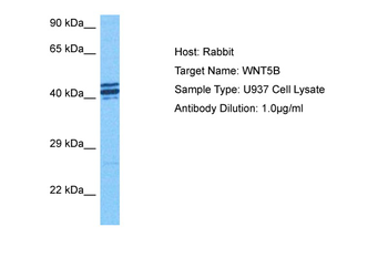 WNT5B Rabbit Polyclonal Antibody