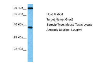GNAT3 Rabbit Polyclonal Antibody