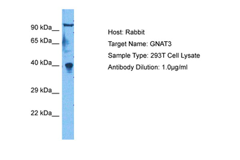 GNAT3 Rabbit Polyclonal Antibody