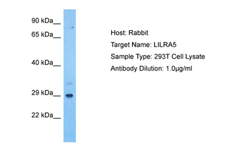 LILRA5 Rabbit Polyclonal Antibody