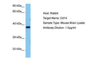 CD14 Rabbit Polyclonal Antibody
