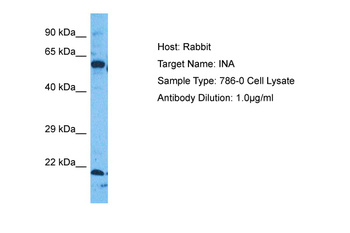 INA Rabbit Polyclonal Antibody