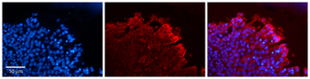 EPHA2 Rabbit Polyclonal Antibody