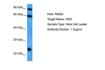 HGS Rabbit Polyclonal Antibody