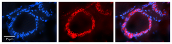 HSPA5 Rabbit Polyclonal Antibody
