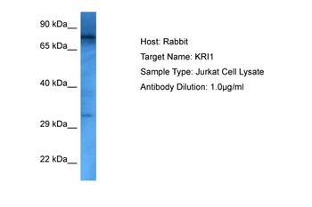 KRI1 Rabbit Polyclonal Antibody