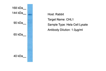 CHL1 Rabbit Polyclonal Antibody