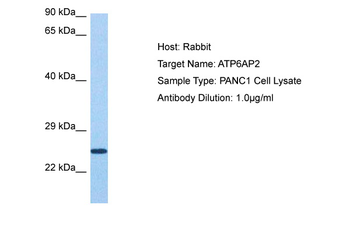 ATP6AP2 Rabbit Polyclonal Antibody
