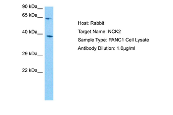 NCK2 Rabbit Polyclonal Antibody