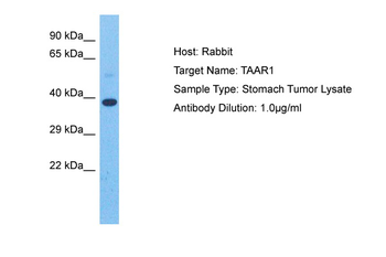 TAAR1 Rabbit Polyclonal Antibody