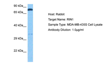 RIN1 Rabbit Polyclonal Antibody