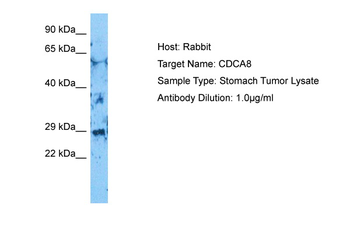 CDCA8 Rabbit Polyclonal Antibody