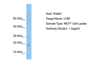 LY86 Rabbit Polyclonal Antibody