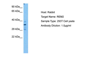 REM2 Rabbit Polyclonal Antibody