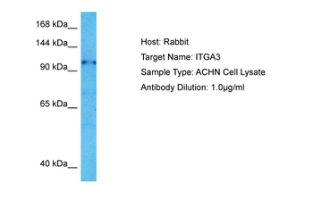 ITGA3 Rabbit Polyclonal Antibody