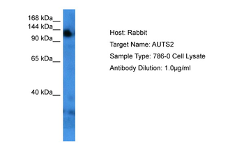 AUTS2 Rabbit Polyclonal Antibody