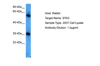 STX3 Rabbit Polyclonal Antibody