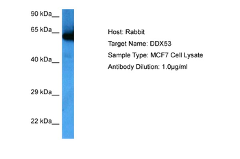 DDX53 Rabbit Polyclonal Antibody