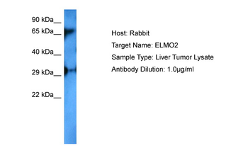 ELMO2 Rabbit Polyclonal Antibody