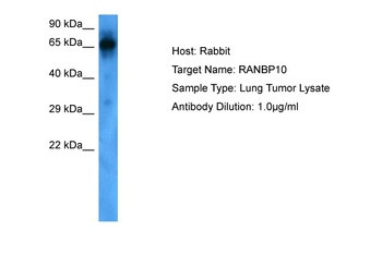 RANBP10 Rabbit Polyclonal Antibody