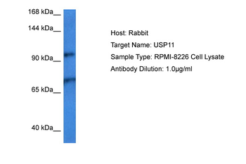 USP11 Rabbit Polyclonal Antibody