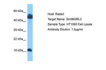 SH3BGRL3 Rabbit Polyclonal Antibody
