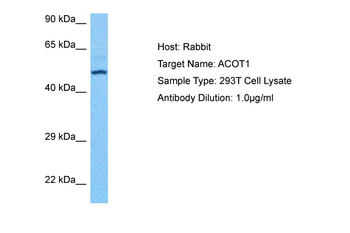 ACOT1 Rabbit Polyclonal Antibody