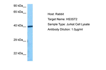 HS3ST2 Rabbit Polyclonal Antibody