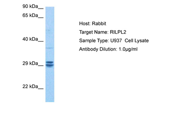RILPL2 Rabbit Polyclonal Antibody