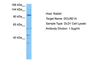 DCLRE1A Rabbit Polyclonal Antibody