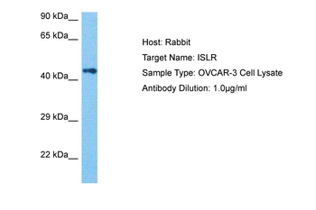 ISLR Rabbit Polyclonal Antibody