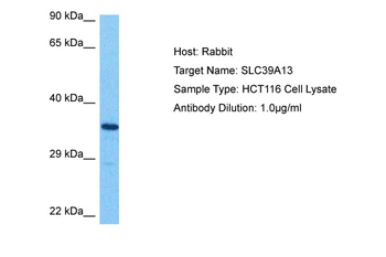 SLC39A13 Rabbit Polyclonal Antibody