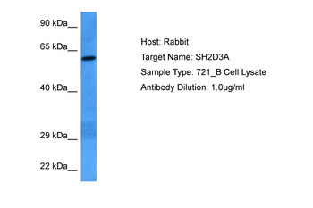 SH2D3A Rabbit Polyclonal Antibody