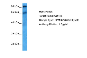 CDH15 Rabbit Polyclonal Antibody
