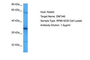 ZNF346 Rabbit Polyclonal Antibody