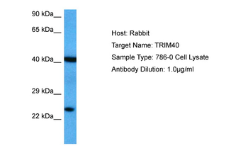 TRIM40 Rabbit Polyclonal Antibody